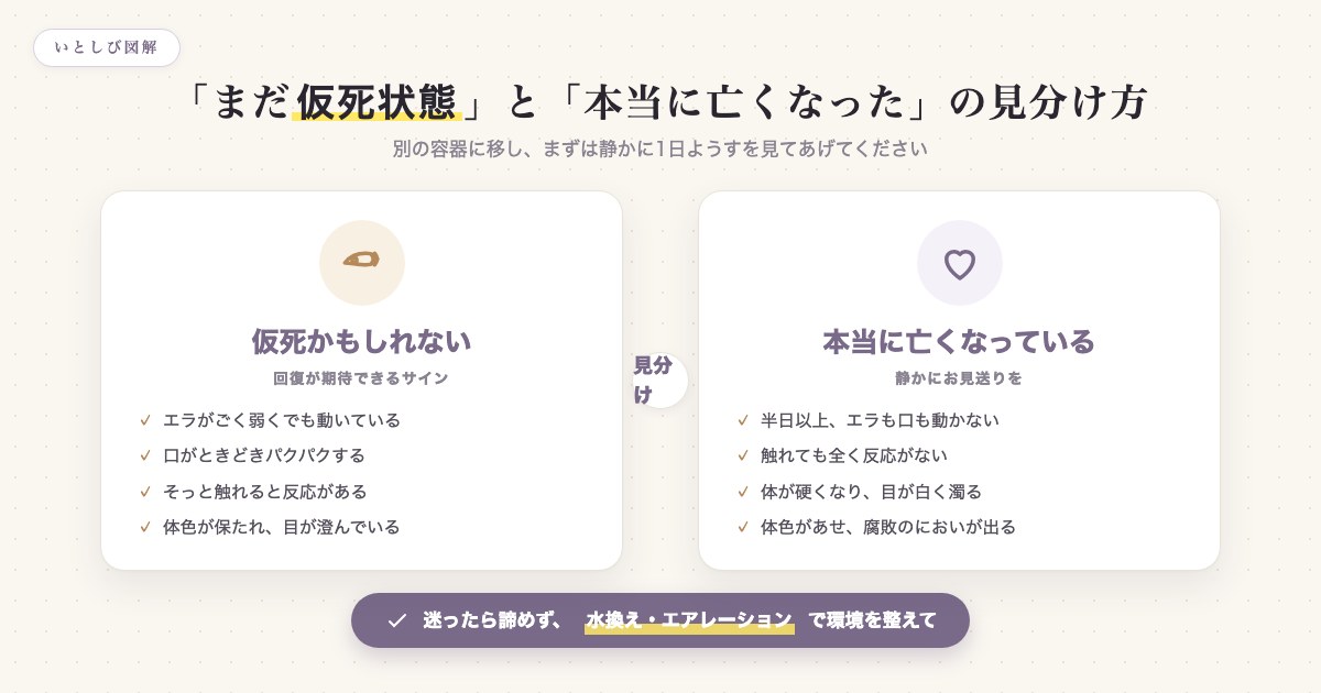 金魚が仮死状態か本当に亡くなっているかを見分けるポイントの図解