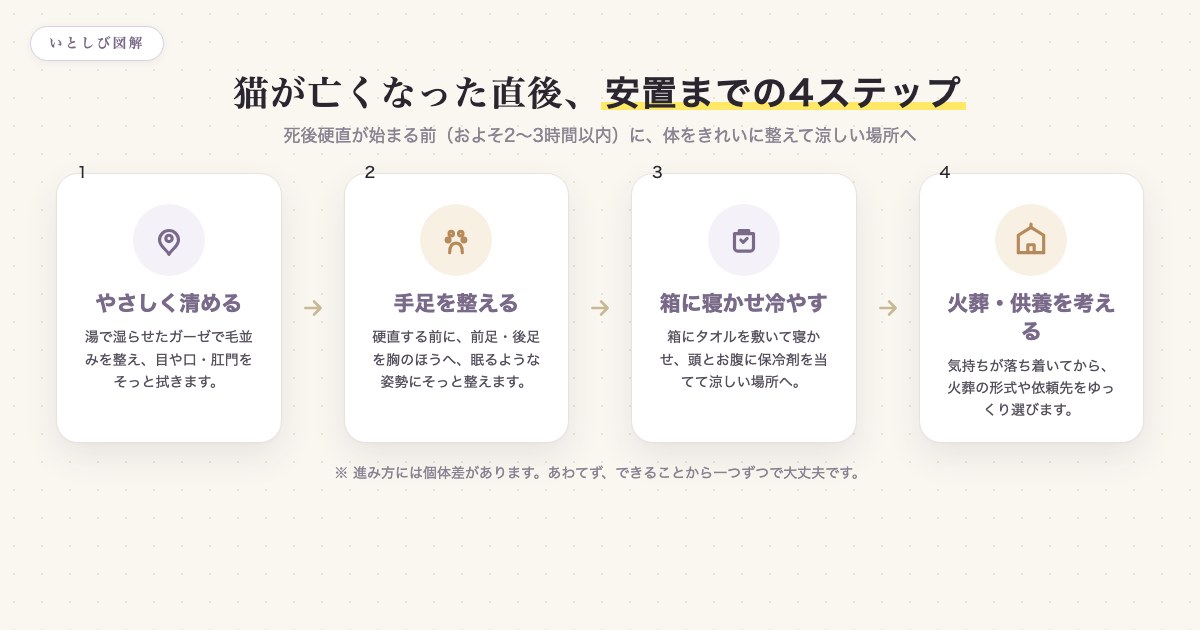 猫が亡くなった直後から安置までの4ステップ(清める・姿勢を整える・保冷する・火葬供養を考える)を示した図