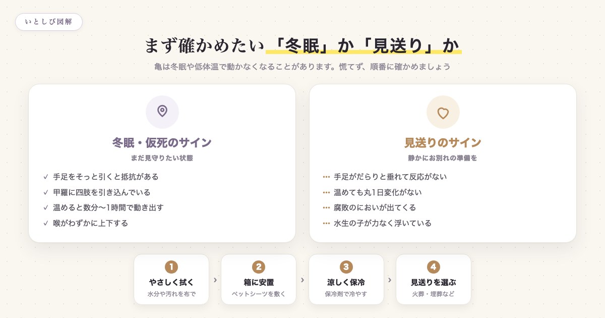 亀が動かないとき、冬眠・仮死のサインと見送りのサインを見分け、安置へ進む流れを示した図解