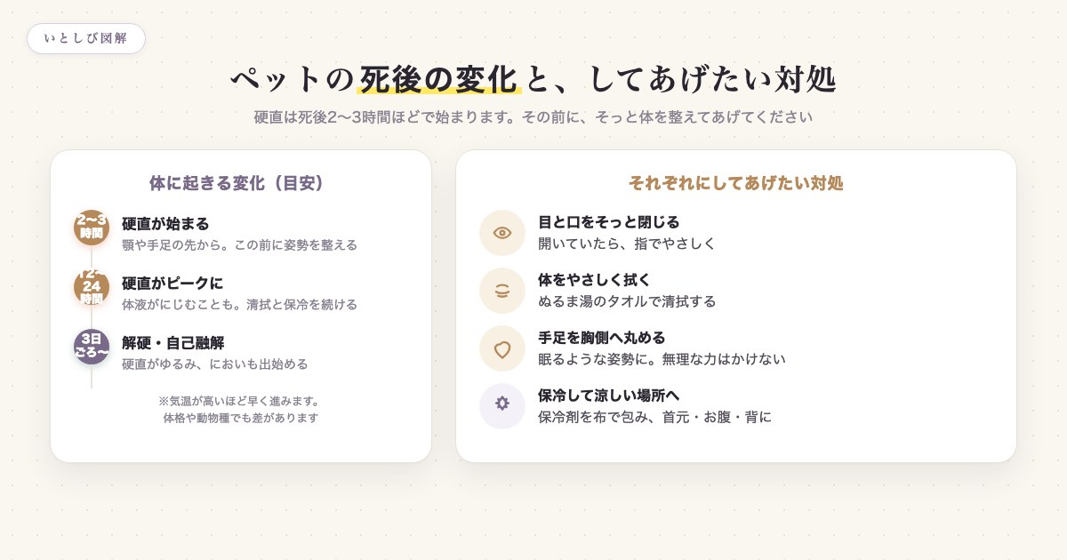 ペットの死後に体へ起きる変化の時間経過と、それぞれにしてあげたい対処をまとめた図