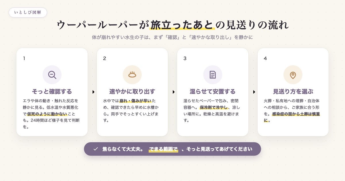 ウーパールーパーが亡くなった直後の、確認・取り出し・安置・見送りの流れを示した図解