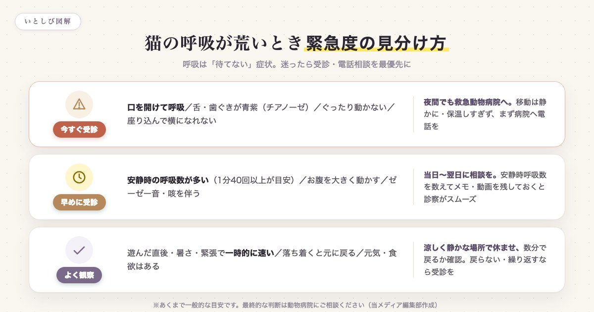 猫の呼吸が荒いときの緊急度を今すぐ受診・早めに受診・よく観察の3段階で示した図