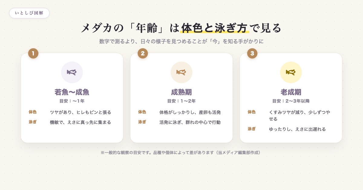 メダカの年齢の見方。若魚・成魚・老成魚の体色・泳ぎ方・行動の目安をまとめた図