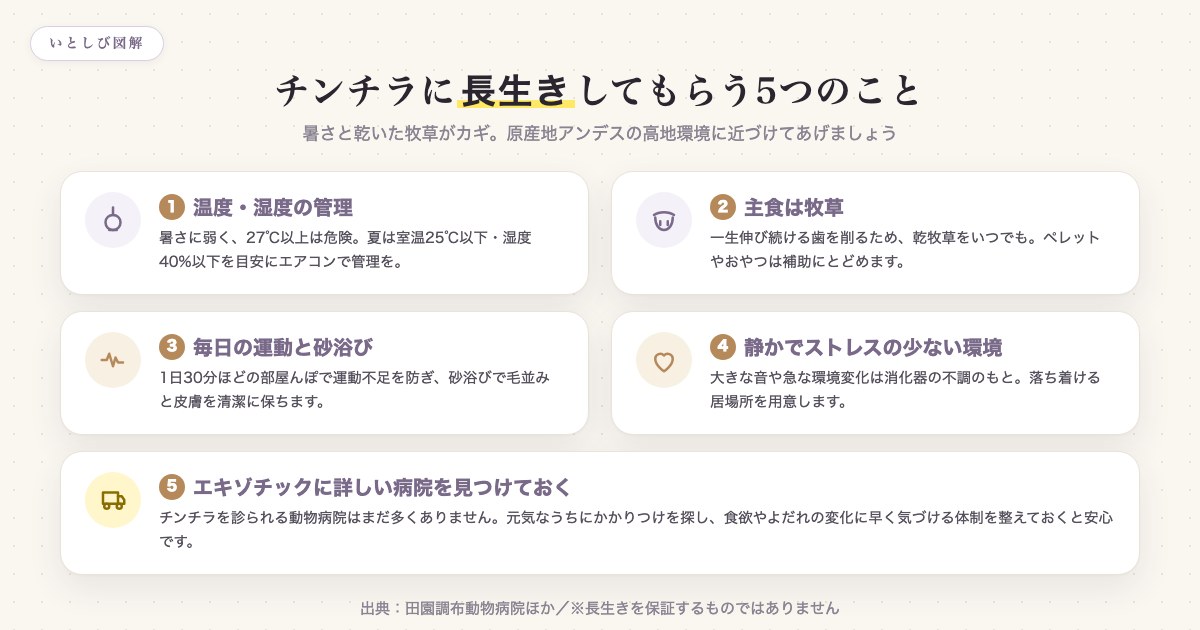 チンチラに長生きしてもらうための5つのポイントをまとめた図解