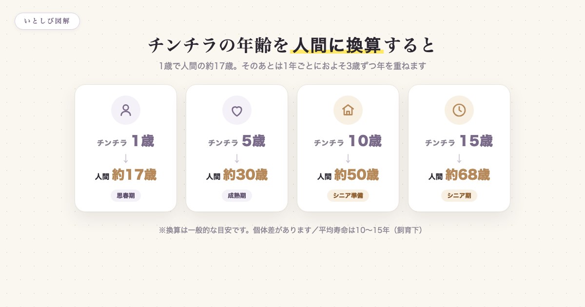 チンチラの年齢を人間の年齢に換算したチャート。1歳で約17歳、以降1年に約3歳ずつ年を重ねる