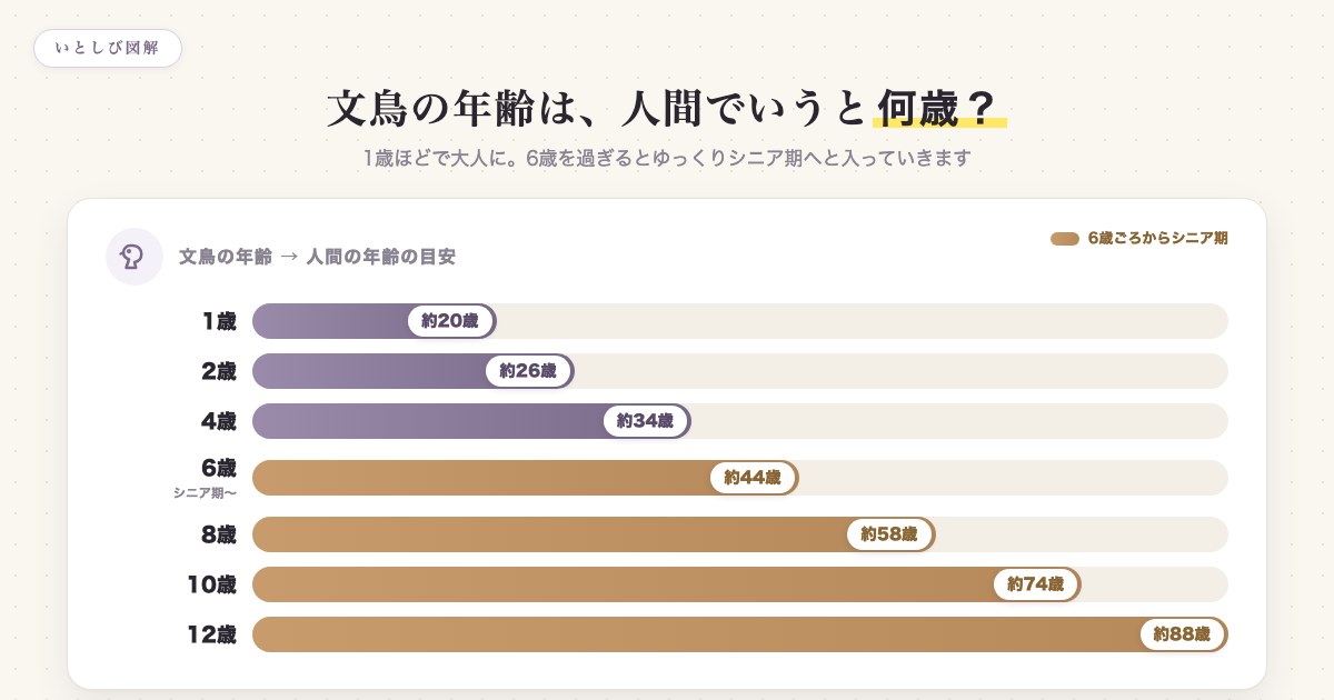 文鳥の年齢を人間年齢に換算した早見表。1歳で約20歳、6歳ごろからシニア期に入る