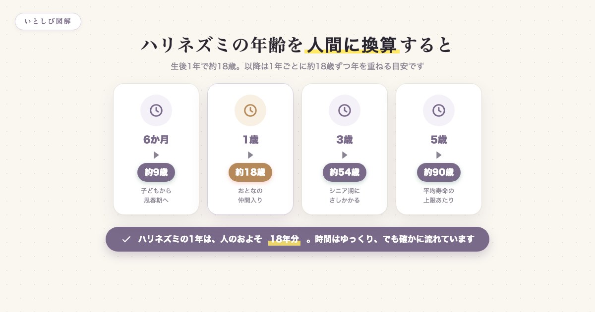 ハリネズミの年齢を人間の年齢に換算したチャート。生後1年で約18歳、以降1年に約18歳ずつ年を重ねる