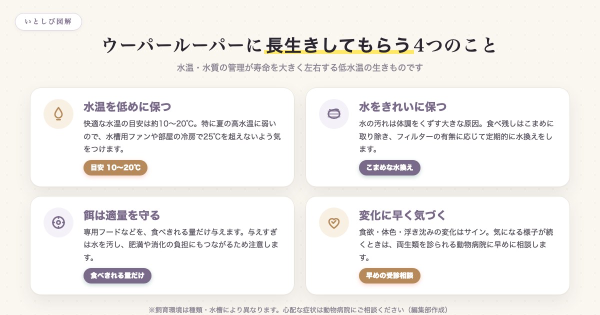 ウーパールーパーに長生きしてもらうための水温・水質・餌・観察の4つのポイント