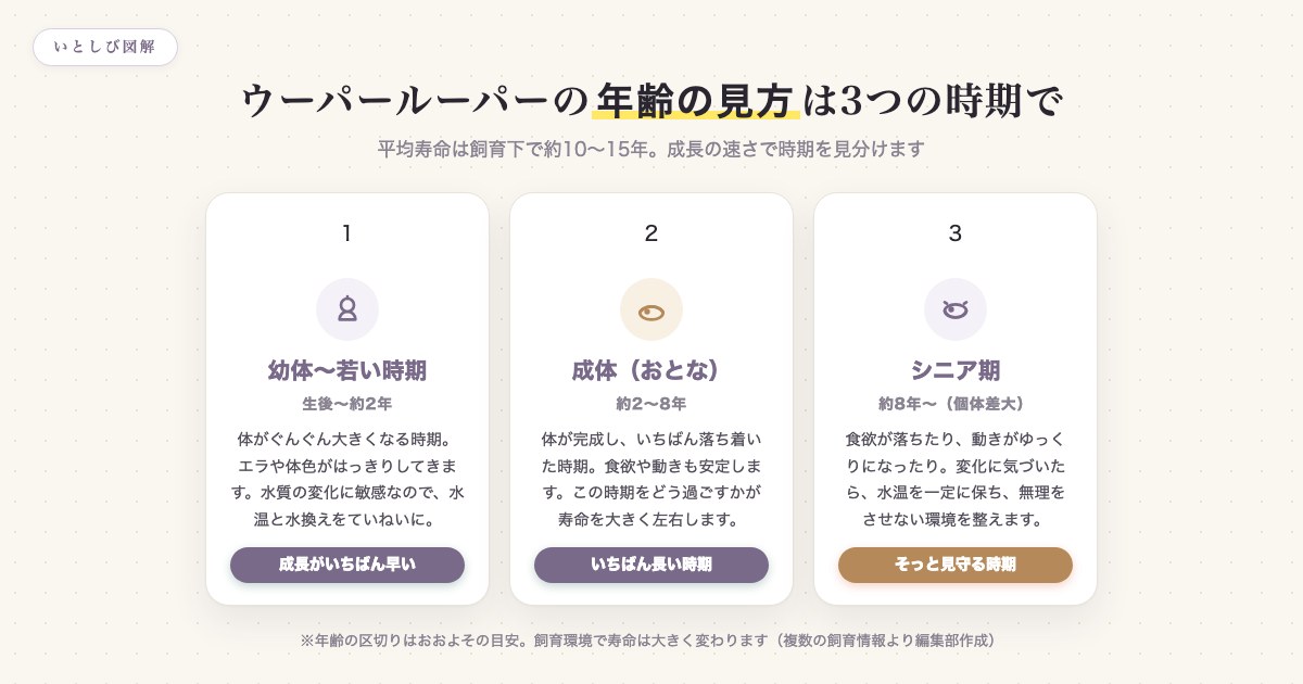ウーパールーパーの年齢の見方を幼体・成体・シニア期の3時期で示した早見表