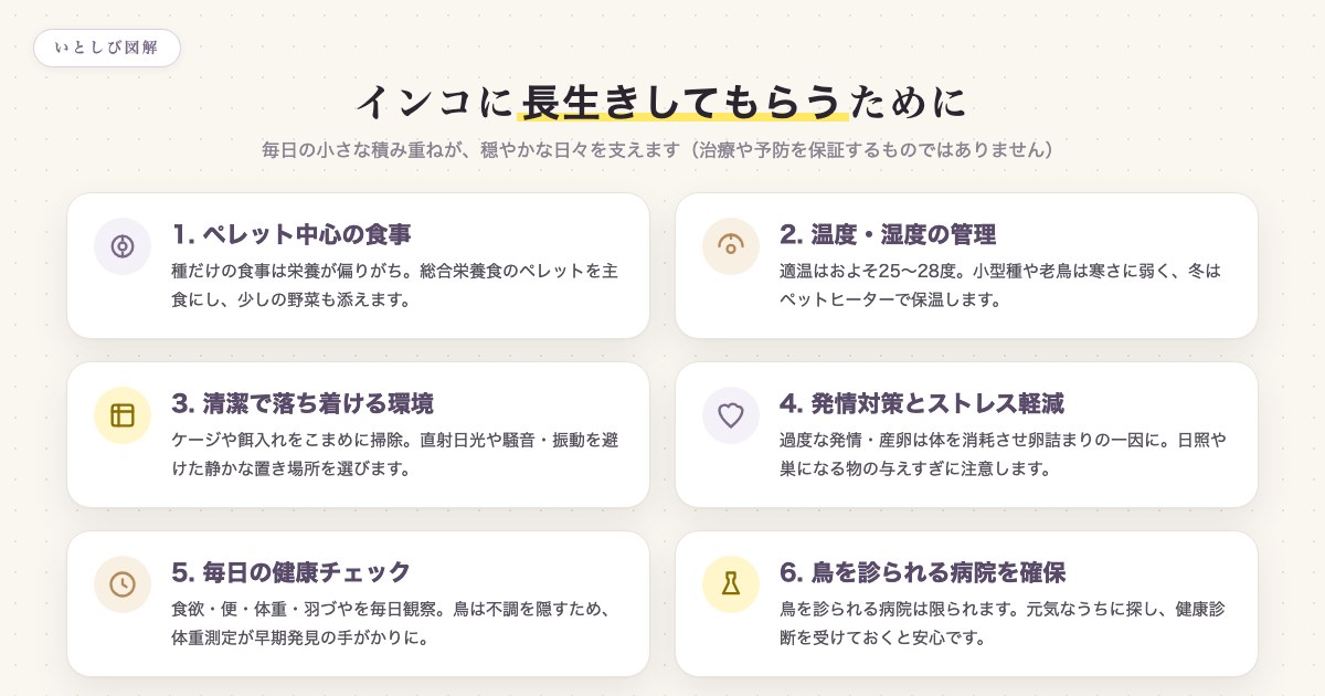 インコに長生きしてもらうためにできる6つのこと