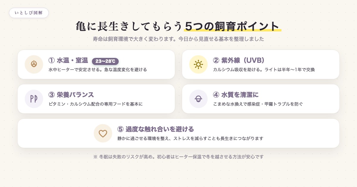 亀に長生きしてもらうための飼育ポイントの図解