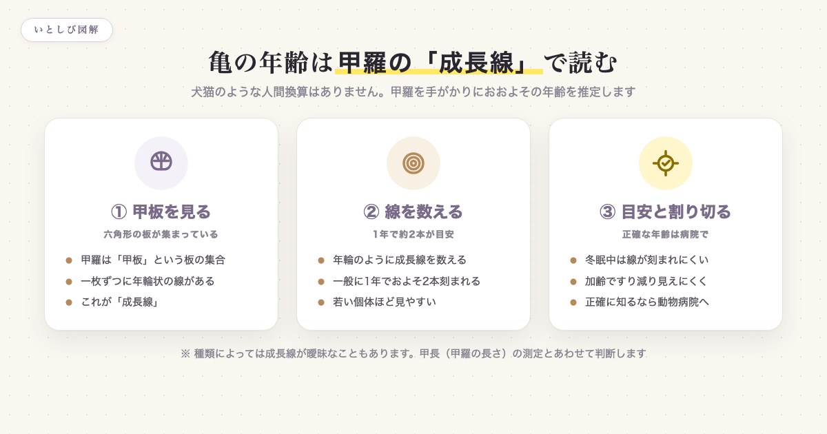 亀の甲羅の成長線から年齢を読む方法の図解