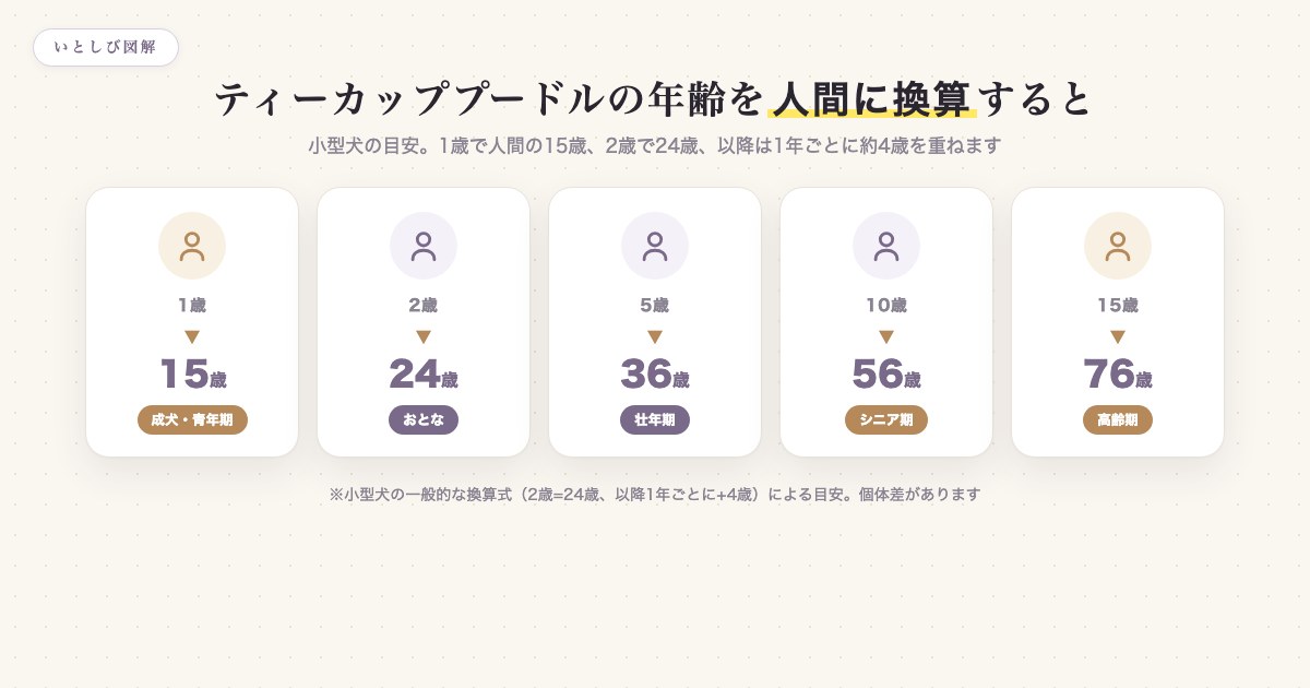 ティーカッププードルの年齢を人間に換算した早見表