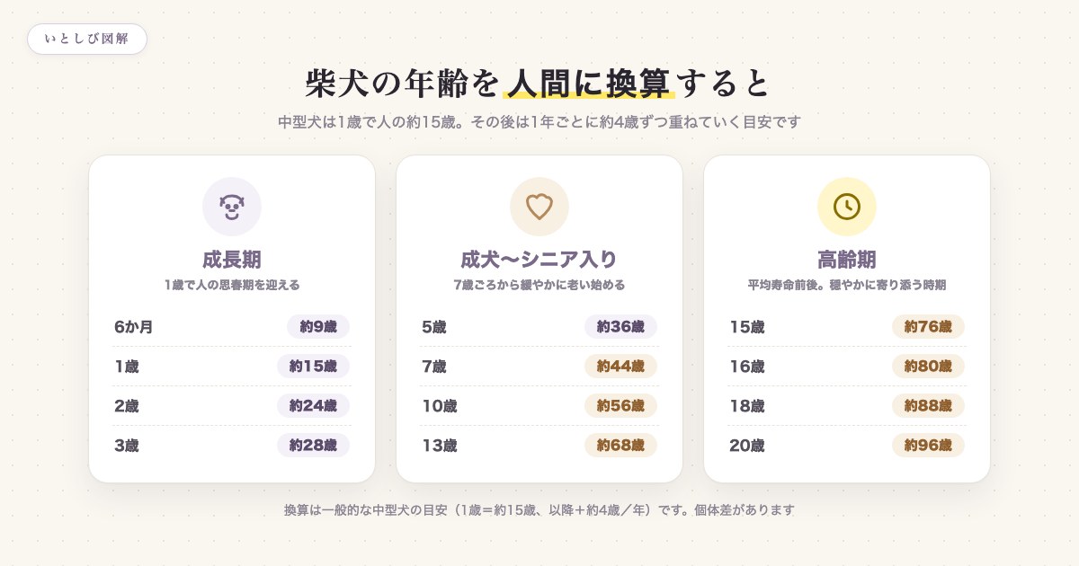 柴犬の年齢を人間に換算した早見表。1歳で約15歳、以降は1年ごとに約4歳ずつ加算していく目安を示した図解
