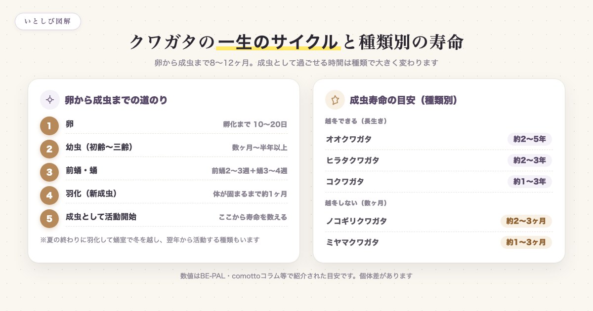クワガタの一生のサイクルと種類別の成虫寿命を示した図解