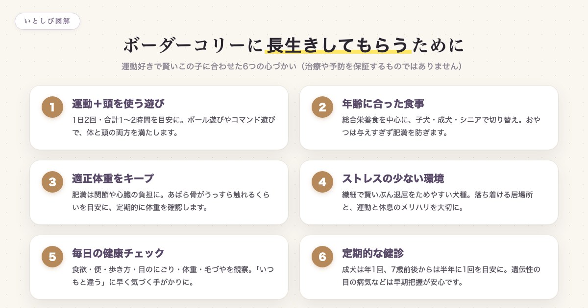 ボーダーコリーに長生きしてもらうためにできる6つのこと