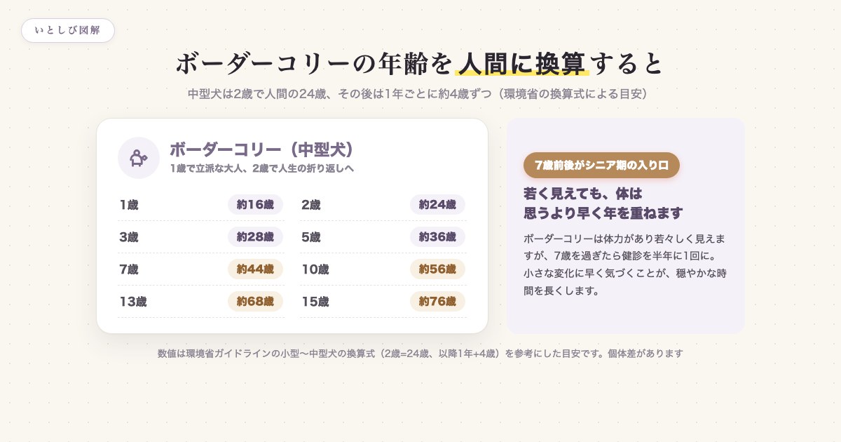 ボーダーコリーの年齢を人間に換算した早見表