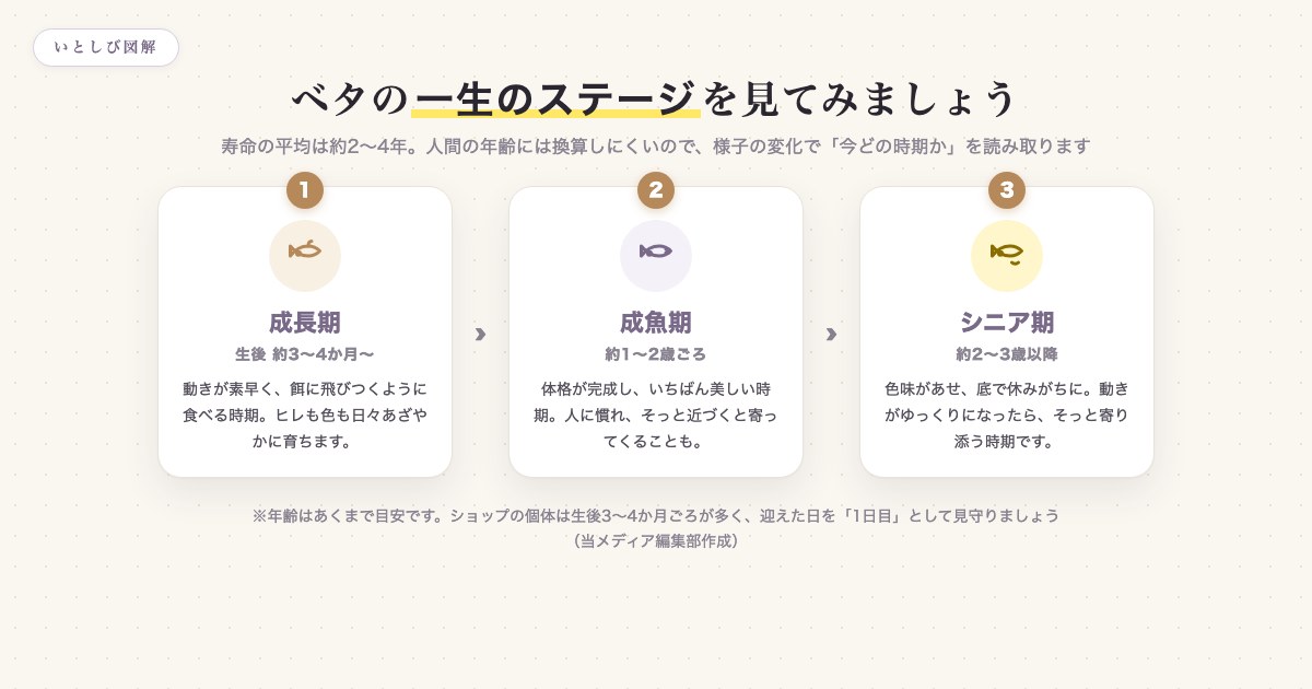 ベタの一生のステージ(成長期・成魚期・シニア期)を示した早見図