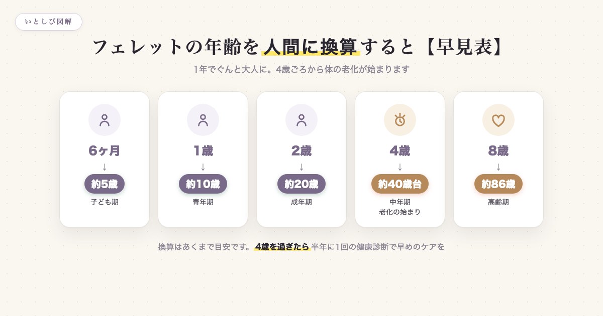 フェレットの年齢を人間の年齢に換算した早見表