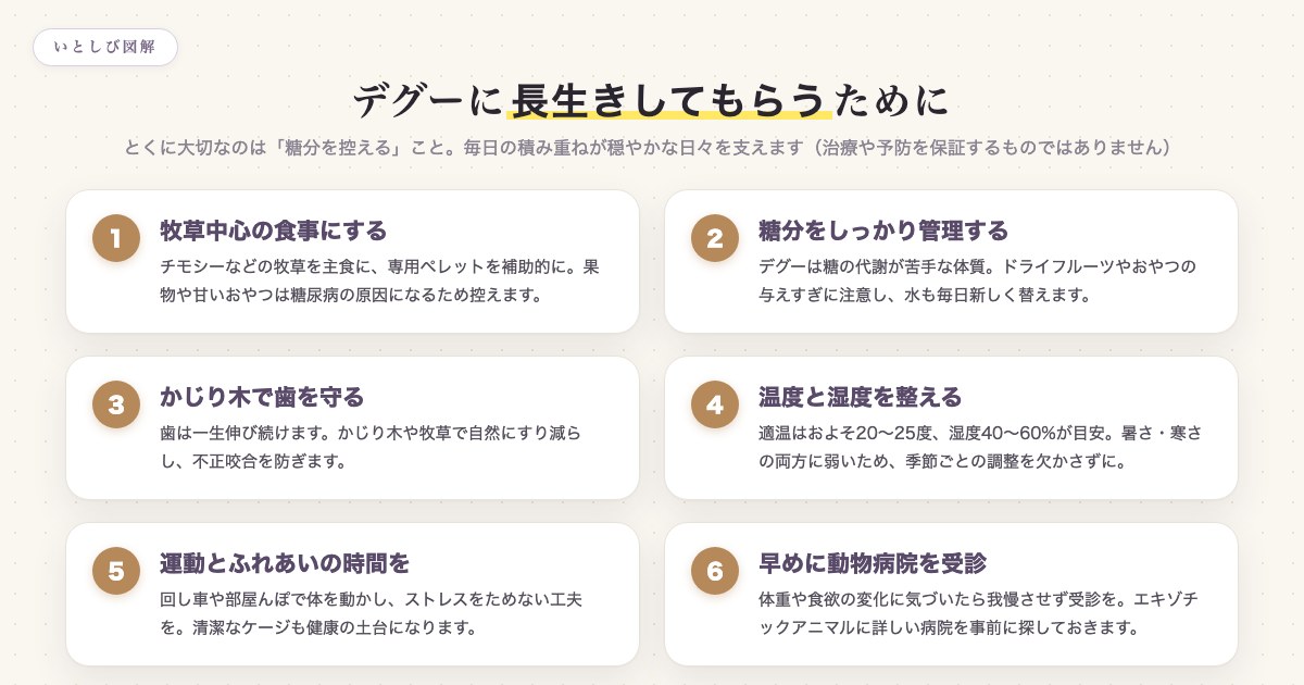 デグーに長生きしてもらうためにできる6つのこと