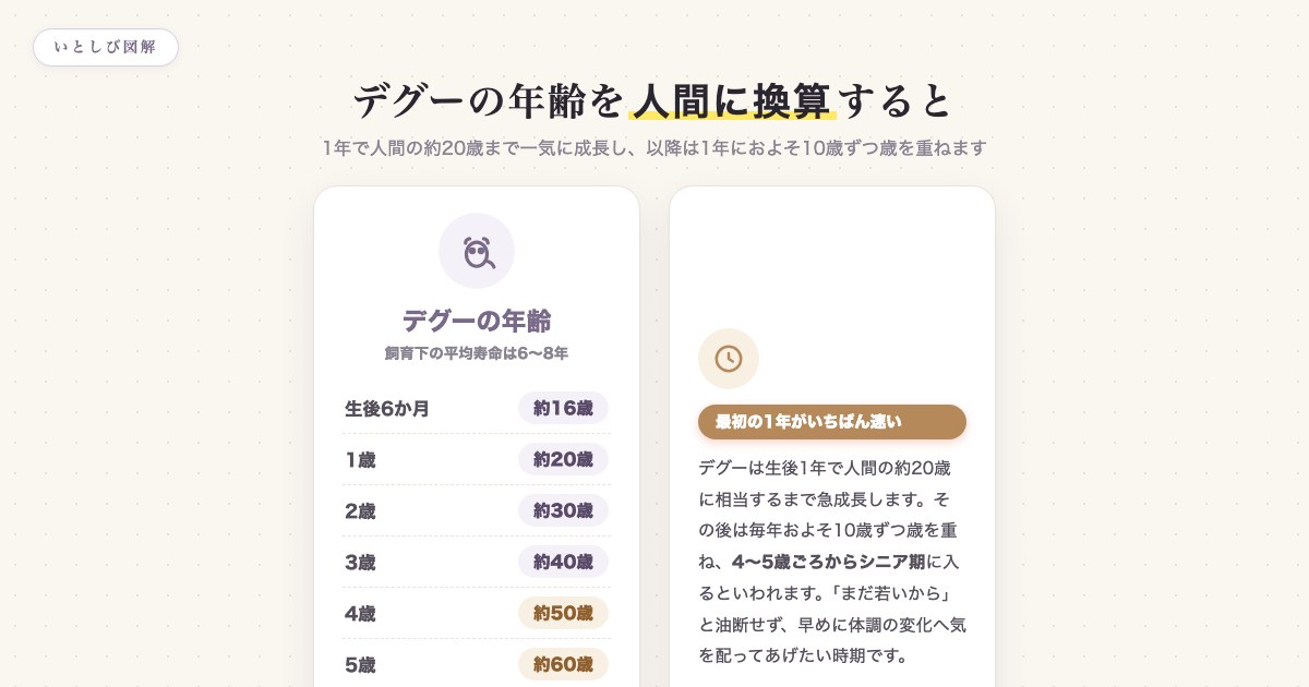 デグーの年齢を人間に換算した早見表