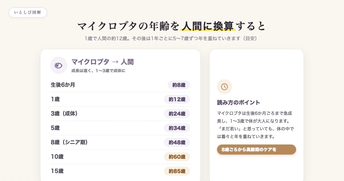マイクロブタの年齢を人間に換算した早見表