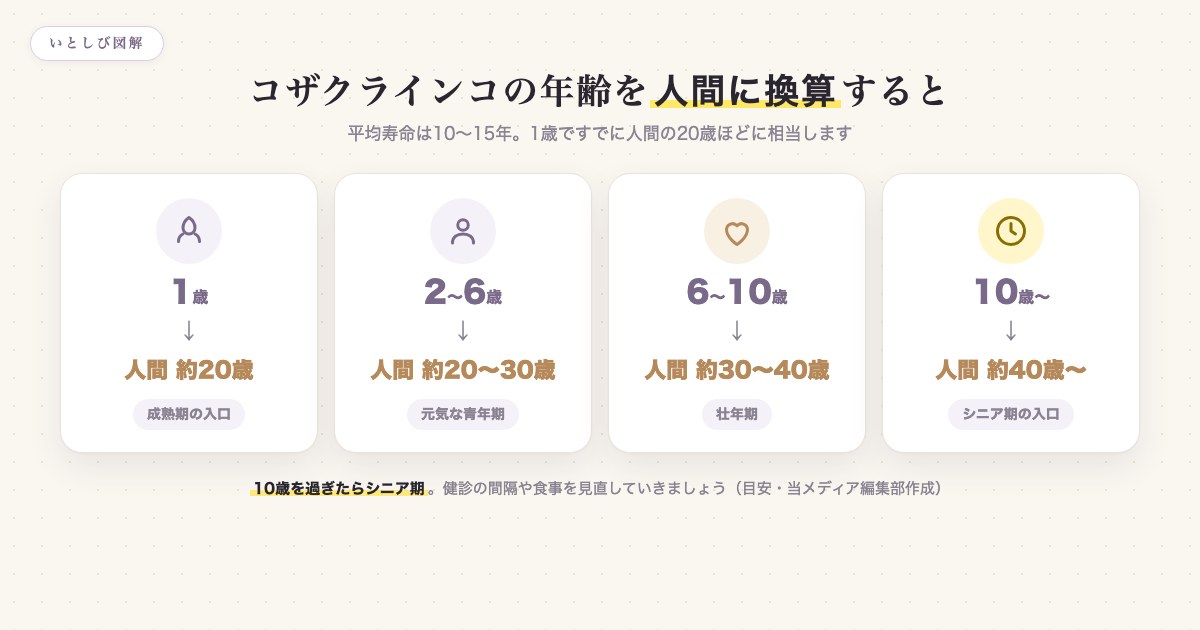 コザクラインコの年齢を人間に換算した早見表