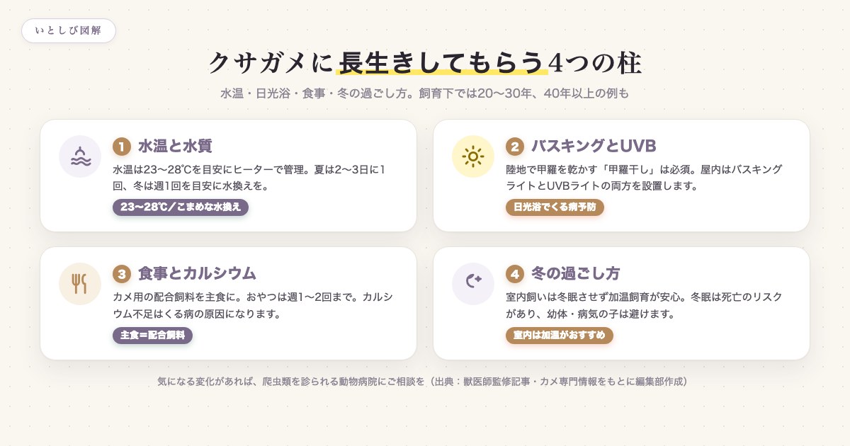 クサガメに長生きしてもらうための飼育の4つの柱