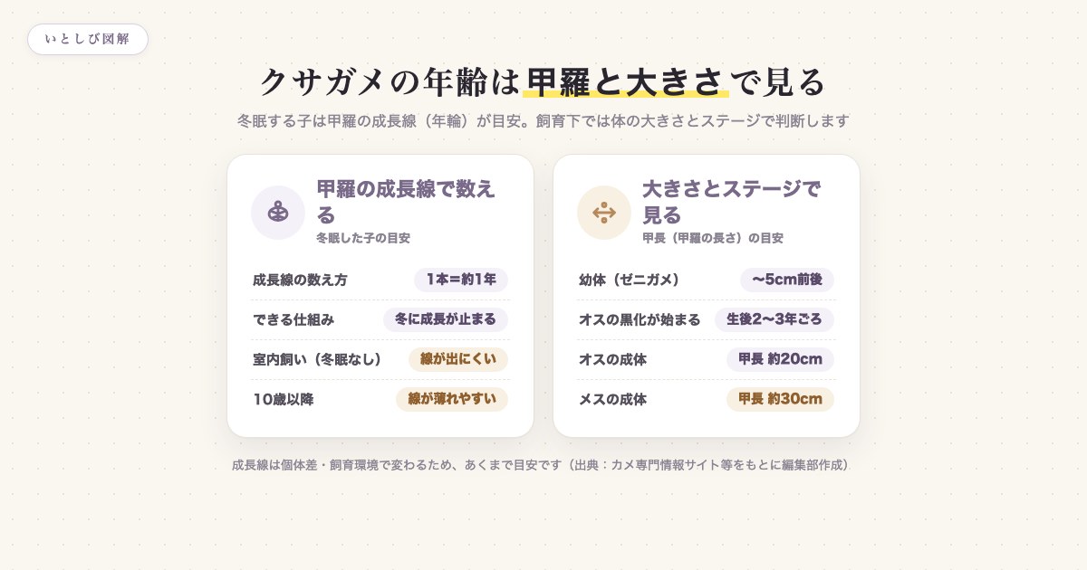 クサガメの年齢を甲羅の成長線と大きさから見る早見図