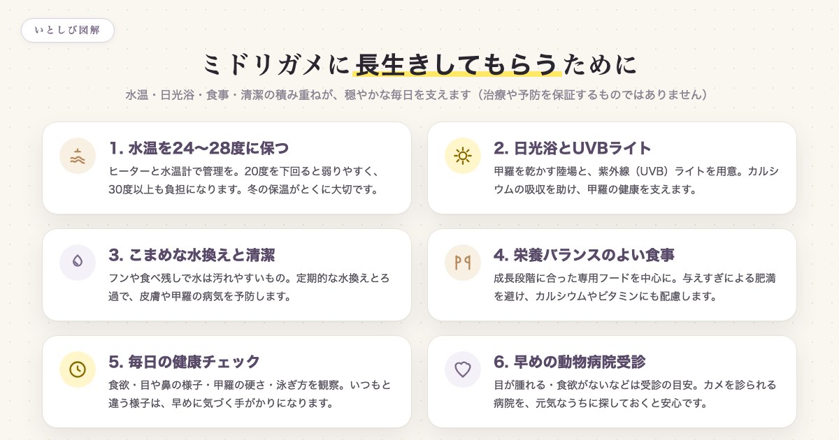 ミドリガメに長生きしてもらうための飼育のポイント(水温・日光浴・食事・清潔・健康チェック)