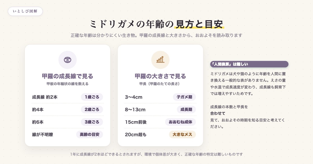 ミドリガメの年齢の見方(甲羅の成長線と大きさから推測する早見表)