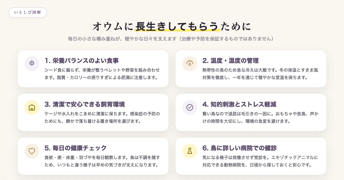 オウムに長生きしてもらうための6つのポイント