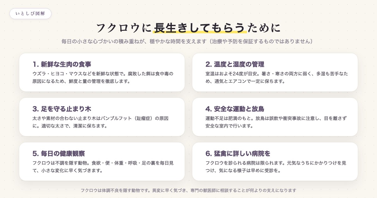 フクロウに長生きしてもらうためにできる6つのこと