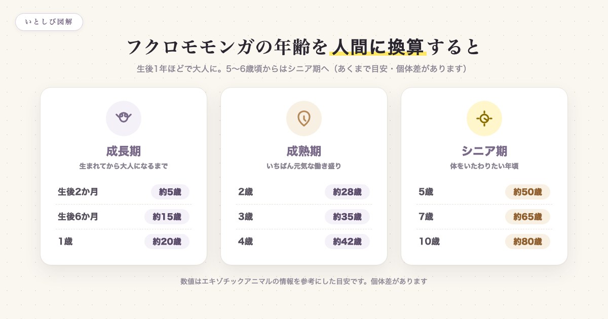 フクロモモンガの年齢を人間に換算した早見表の図解