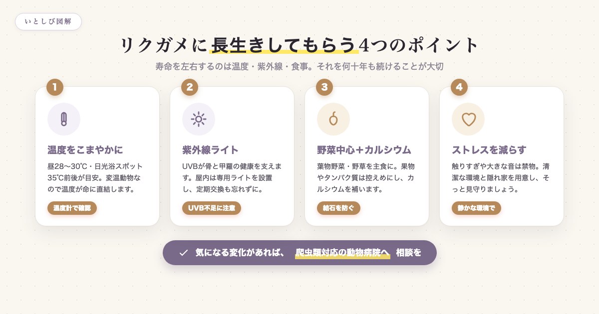 リクガメに長生きしてもらう4つのポイント。温度管理、紫外線ライト、野菜中心の食事とカルシウム、ストレスの少ない環境