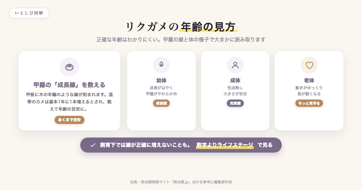 リクガメの年齢の見方。甲羅の成長線を数える方法と、幼体・成体・老体のライフステージの目安を示した図解