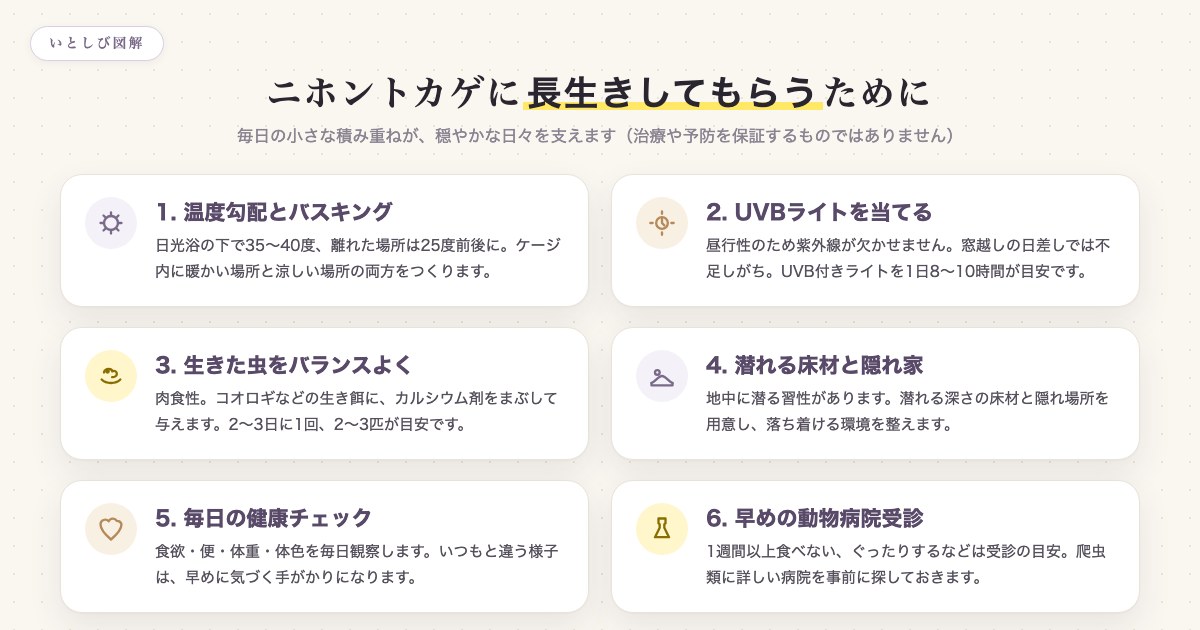 ニホントカゲに長生きしてもらうための6つの飼育ポイントの図解