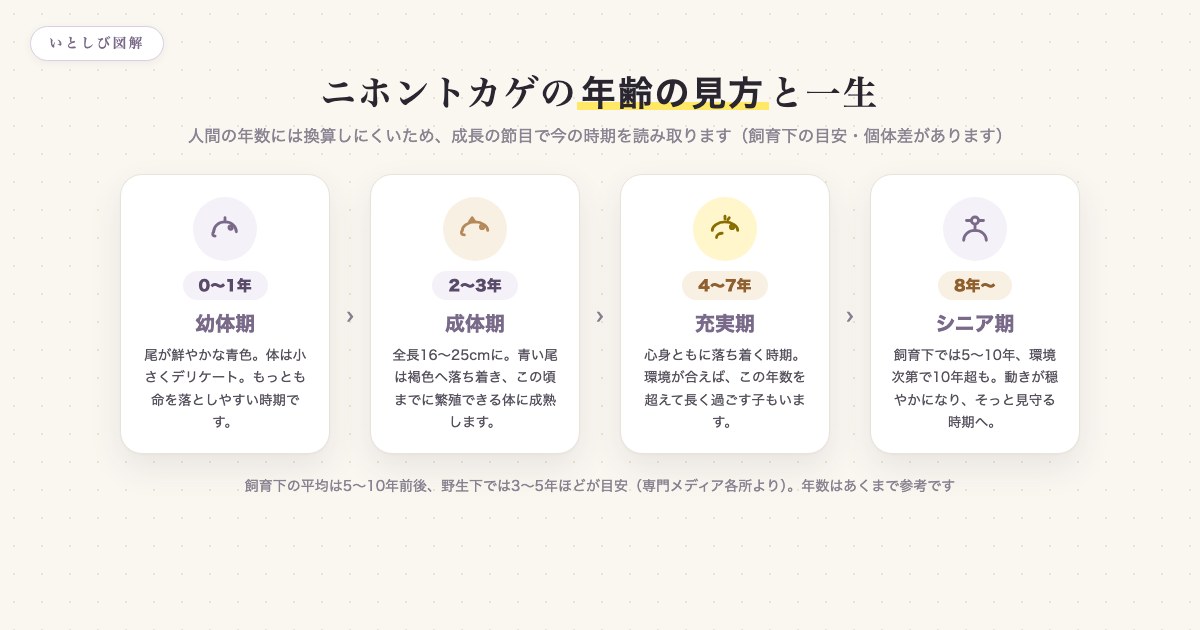 ニホントカゲの年齢の見方と一生を幼体期から示した図解