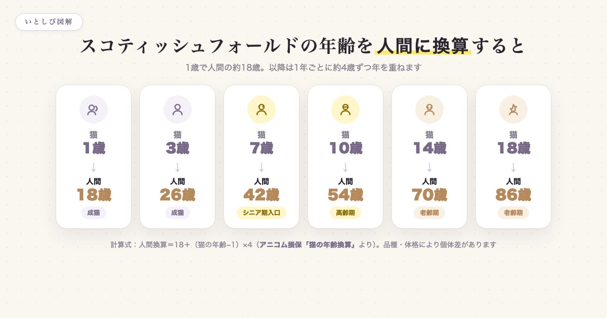 スコティッシュフォールドの年齢を人間に換算した早見表