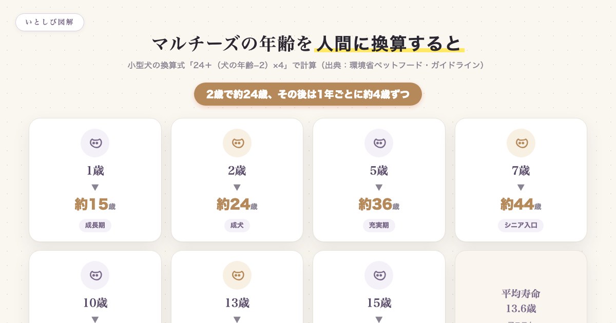 マルチーズの年齢を人間の年齢に換算した早見表