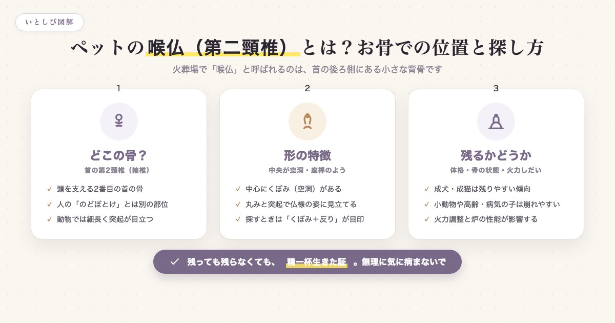 ペットの喉仏=第二頸椎の位置と、お骨での形の特徴・残るかどうかを左右する要因を示した図解