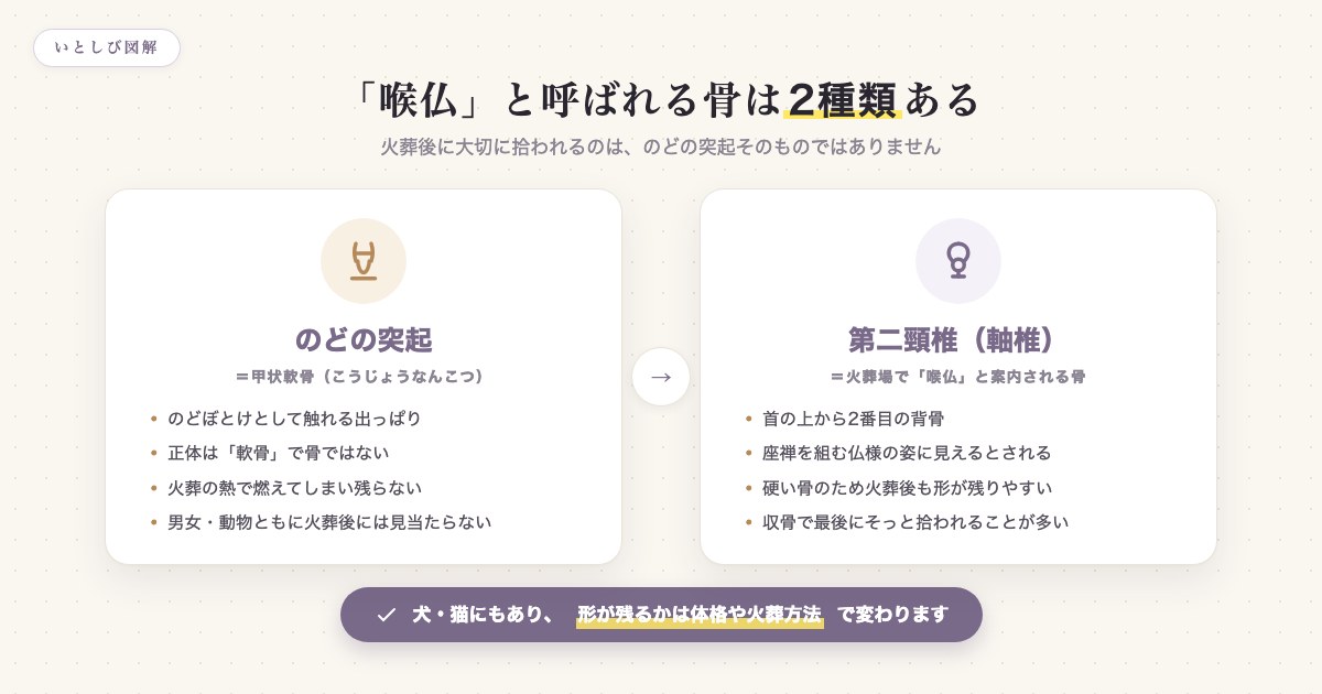 喉仏と呼ばれる骨の正体を説明する図。のどの突起(甲状軟骨)と第二頸椎(軸椎)の違い