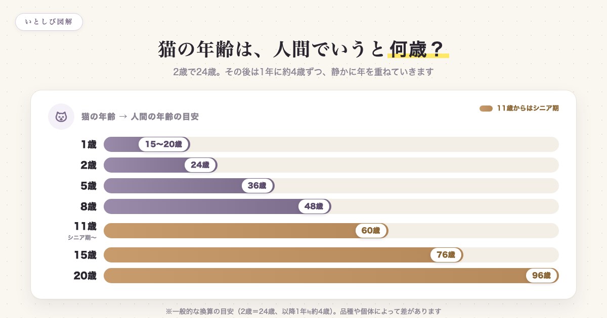 猫の年齢を人間の年齢に換算したチャート。2歳で24歳、以降1年に約4歳ずつ年を重ねる