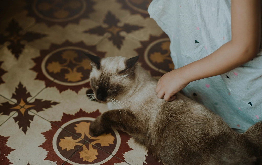 床でくつろぐ猫をなでる女性
