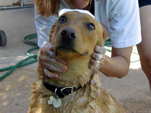 犬を優しく抱き寄せてケアする飼い主