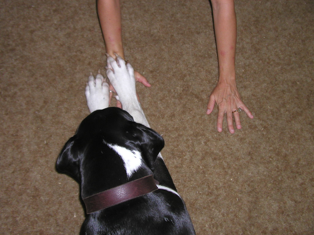 飼い主の手に前足を重ねる犬