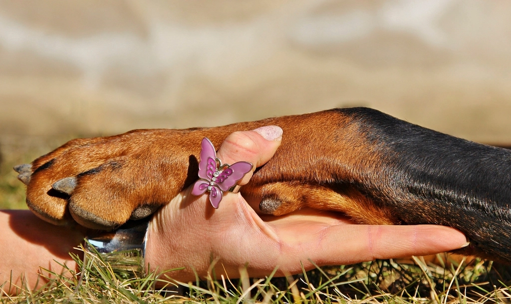 飼い主の手のひらにのせられた犬の前足