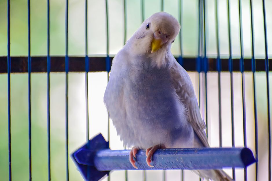 かごの中でくつろぐセキセイインコのイメージ