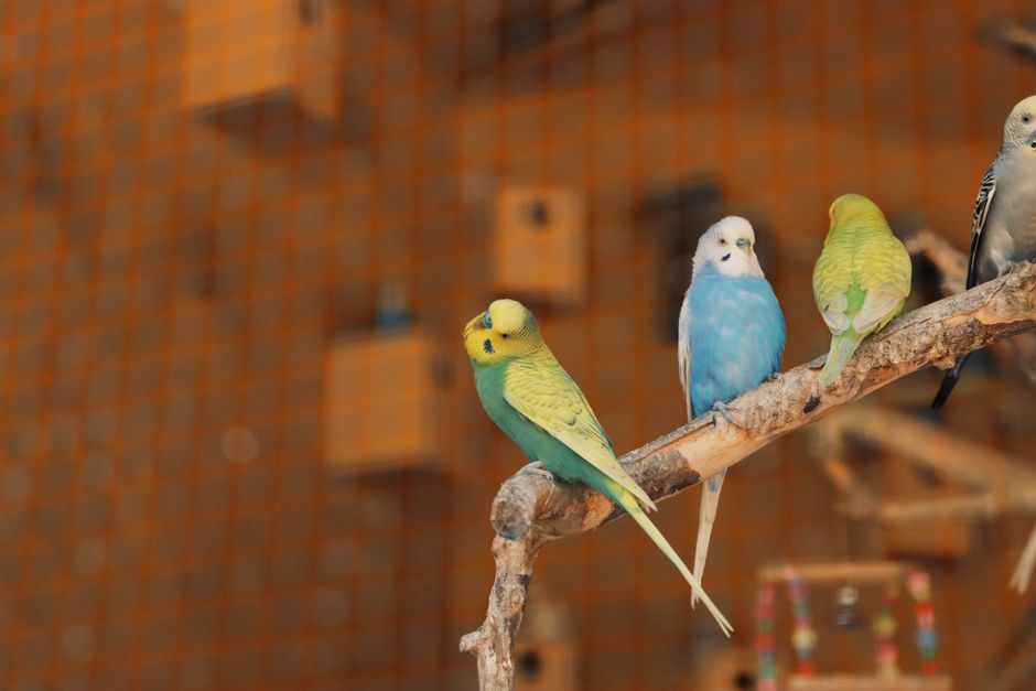 止まり木にとまる小さなインコ