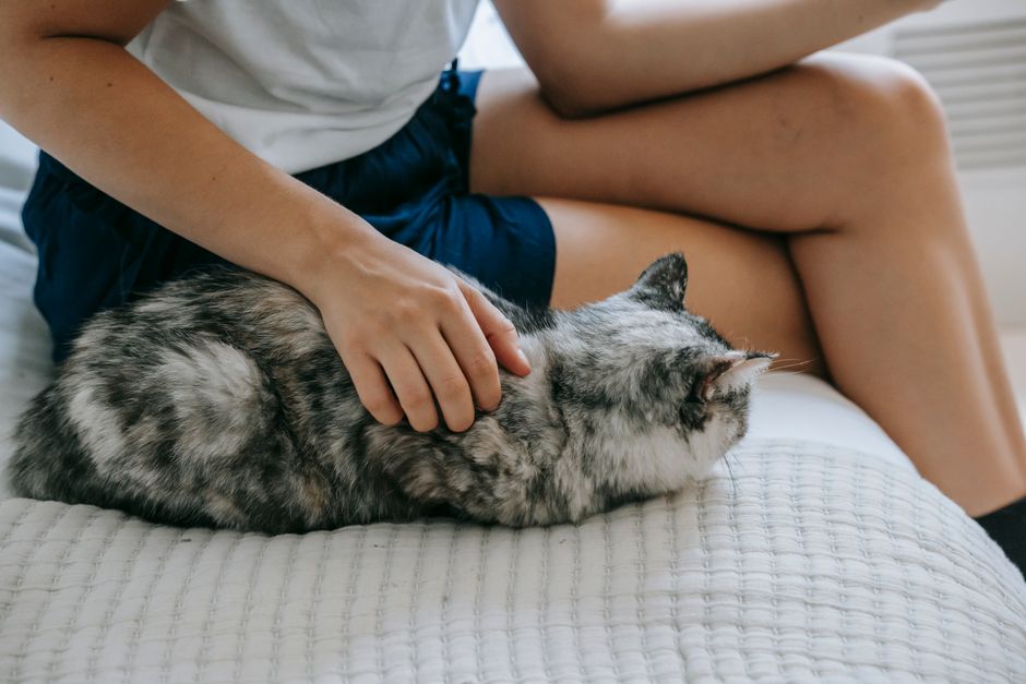 猫を膝にのせて優しくなでる飼い主